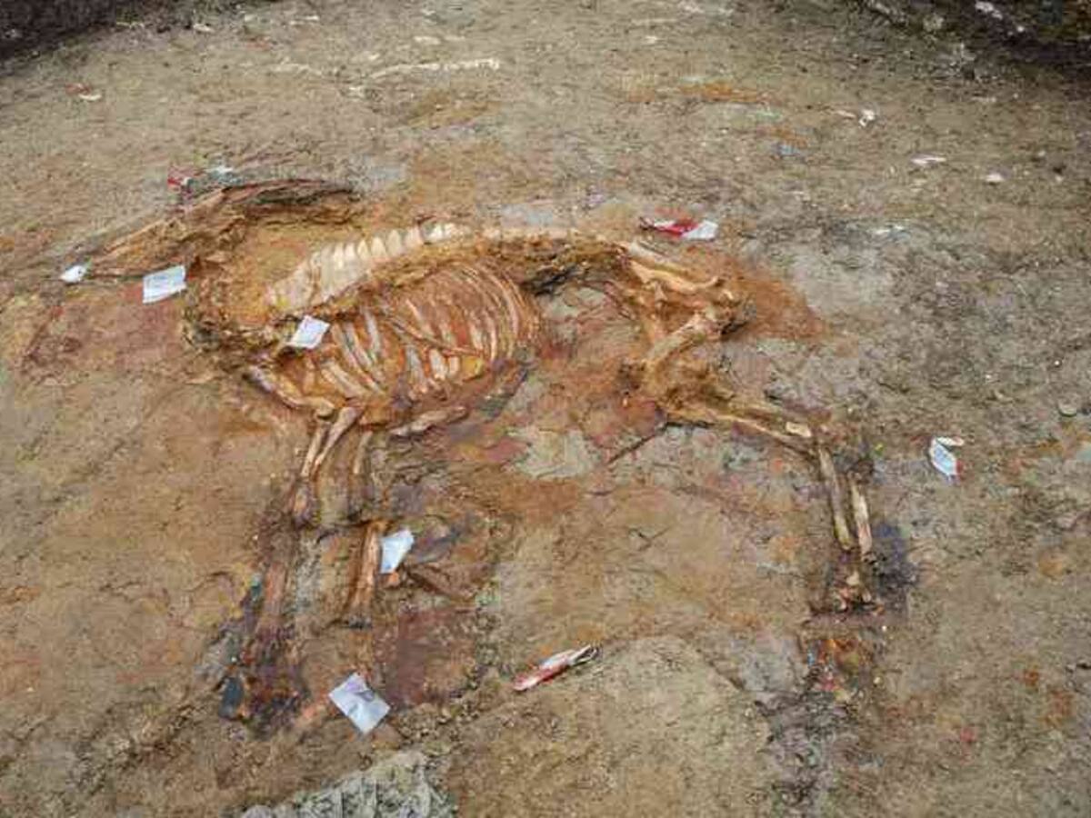 L'extrauran sencer incrustat dins un bloc de resina