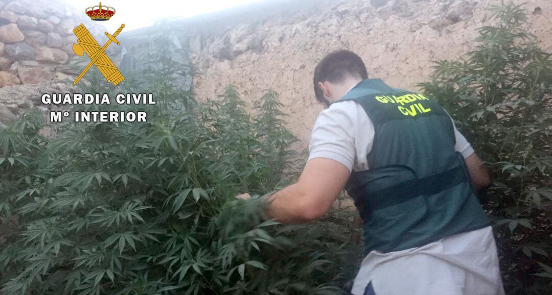 Un guardia civil comprueba las plantas de marihuana encontradas.