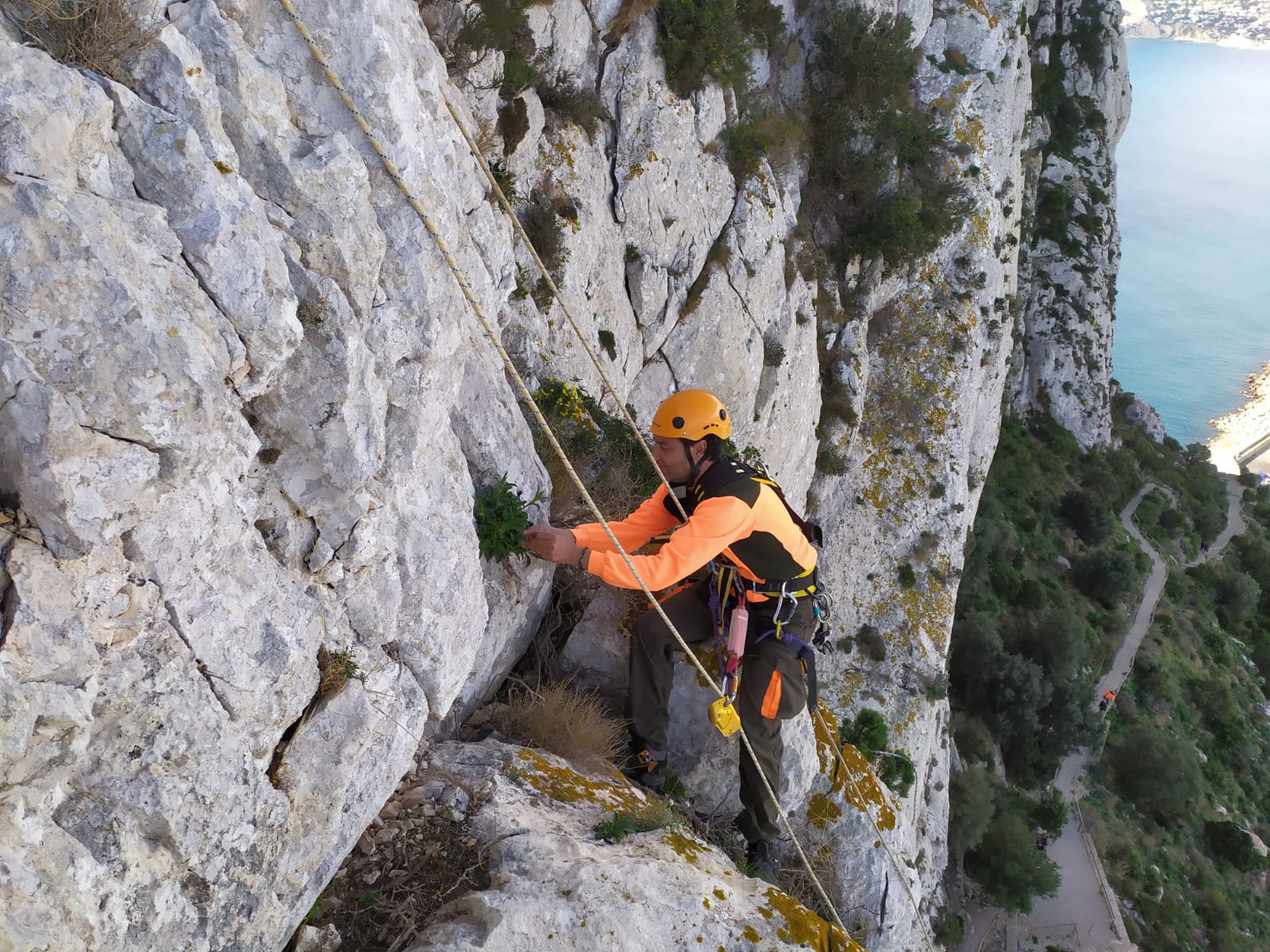 Imagen de Siliene de Ifach