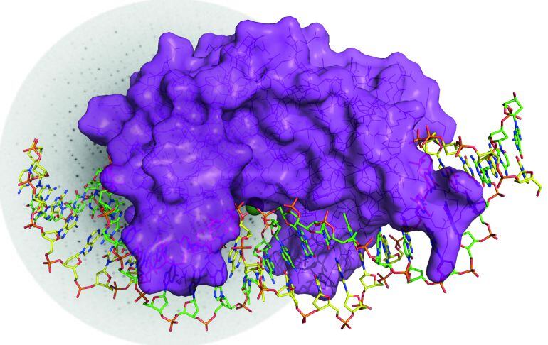 Por primera vez, un método desarrollado por investigadores españoles ha permitido observar cómo se produce la rotura de la doble cadena del ADN para iniciar reparación de un error genético. 