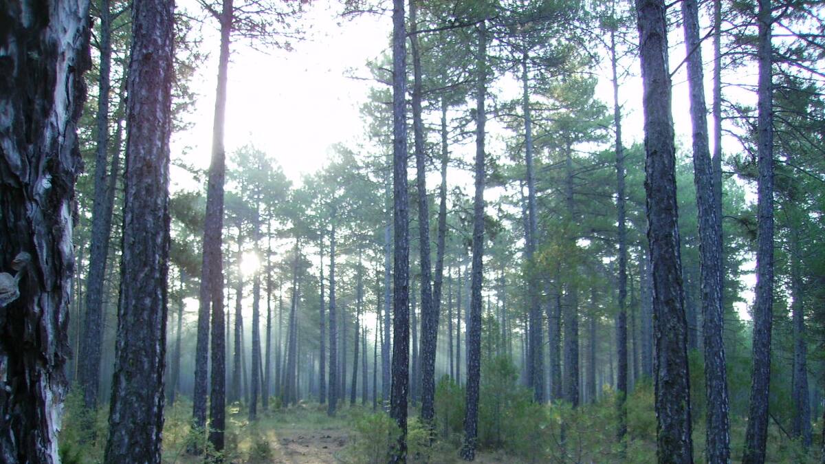 La madera de Cuenca demuestra su potencial para la construcción sostenible
