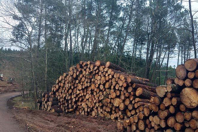 Lotes de madera a subasta