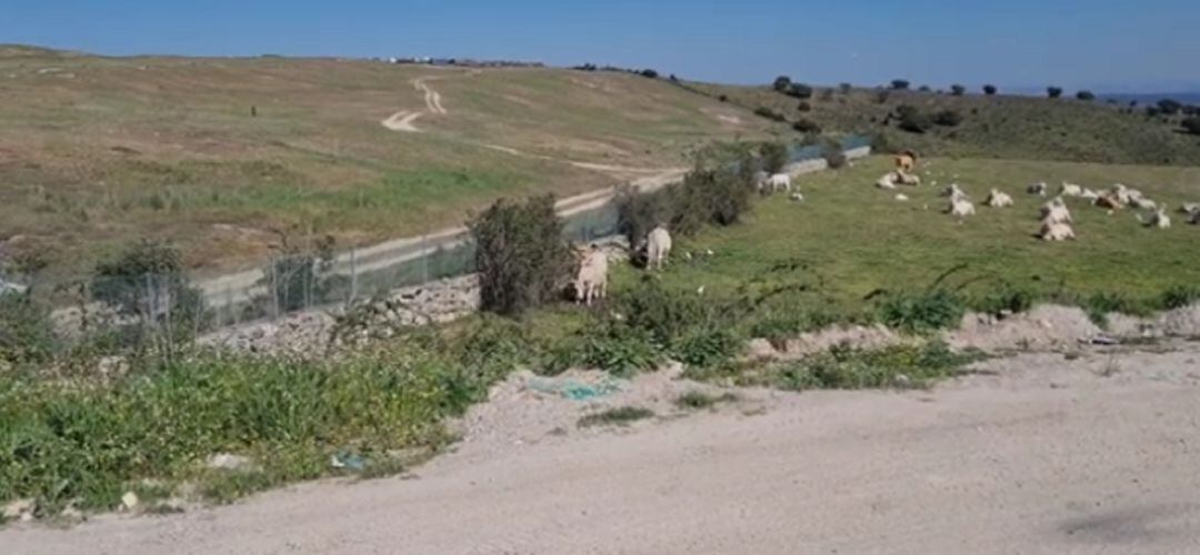 Los ecologistas afean en un comunicado la “posible contaminación” de la carne, justificando que la cercanía de las basuras “hace incompatible su consumo como pastizales”