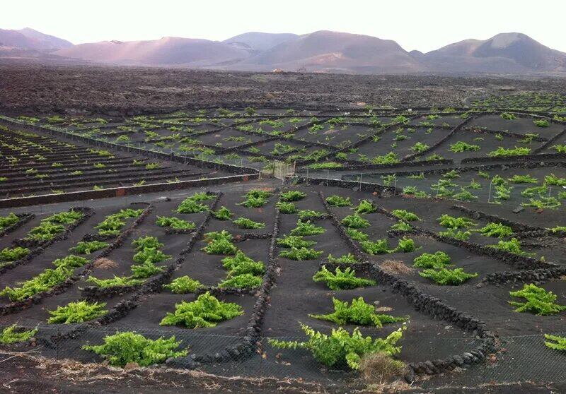 Viñedos en La Geria, en Lanzarote.