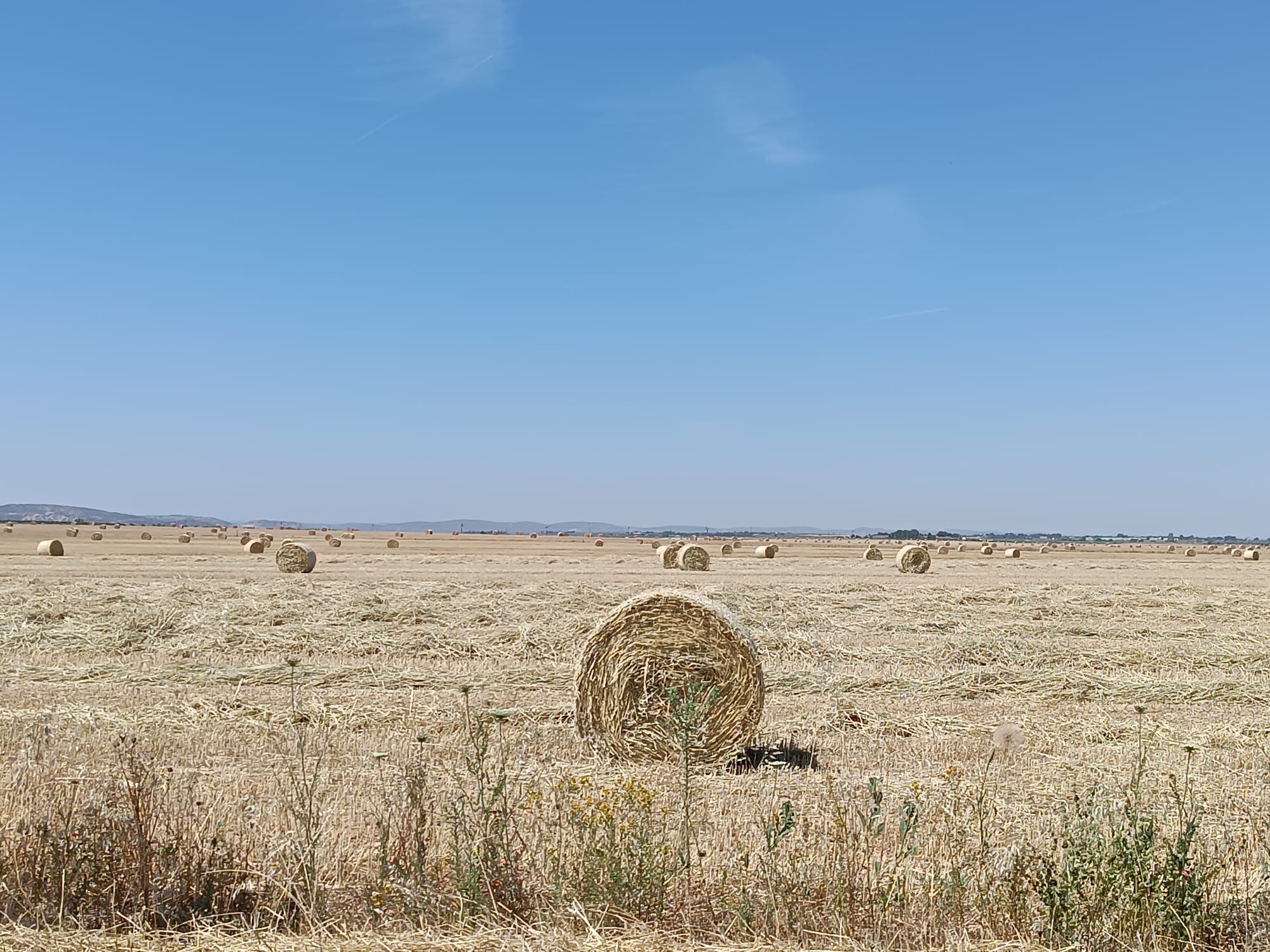 Campo de cereal cosechado en Almagro