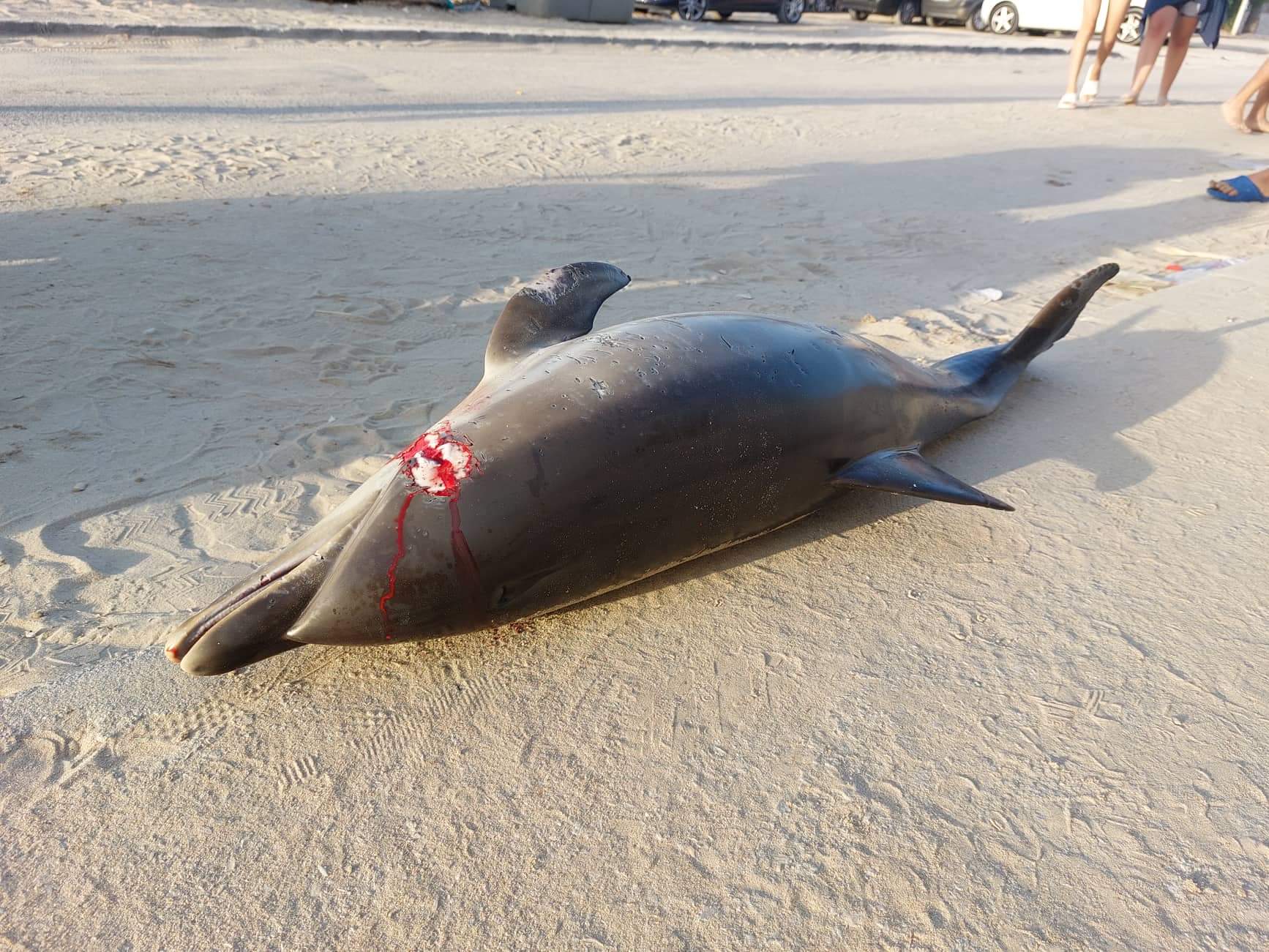 Imagen del delfín que apareció sin vida en una playa de Algeciras.