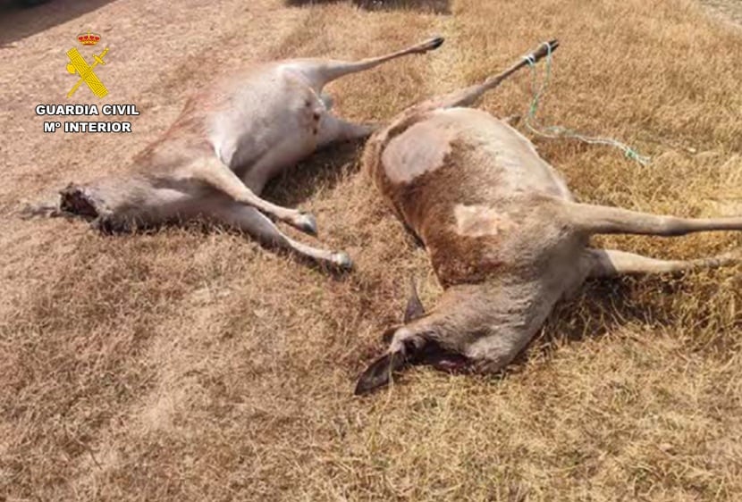 Imagen de los ciervos sementales abatidos
