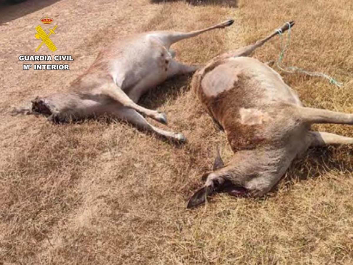 Investigados por abatir a dos ciervos sementales en una granja cinegética de Ciudad Real