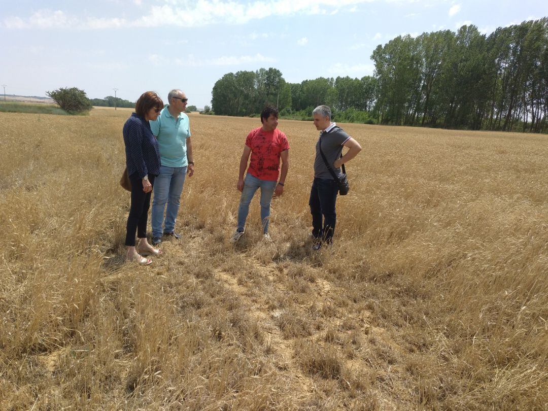 Los procuradores del PSOE comprobando sobre el terreno los daños causados por los topillos en Paredes de Nava