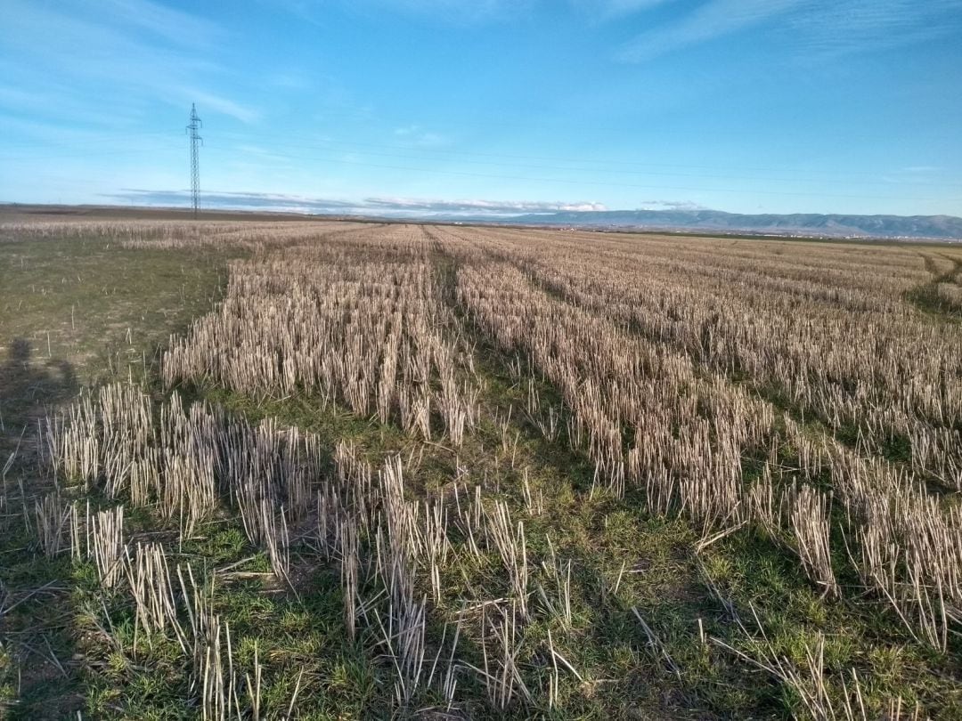 Ecologistas en Acción presenta alegaciones a dos grandes proyectos fotovoltaicos en Segovia