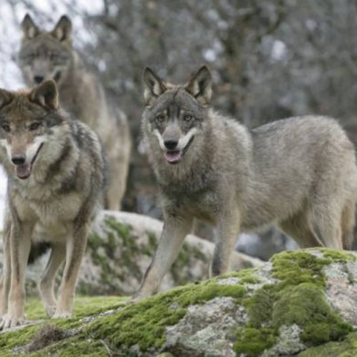 Díaz Ayuso pide al Gobierno de España que permita el control poblacional del lobo a través de la caza