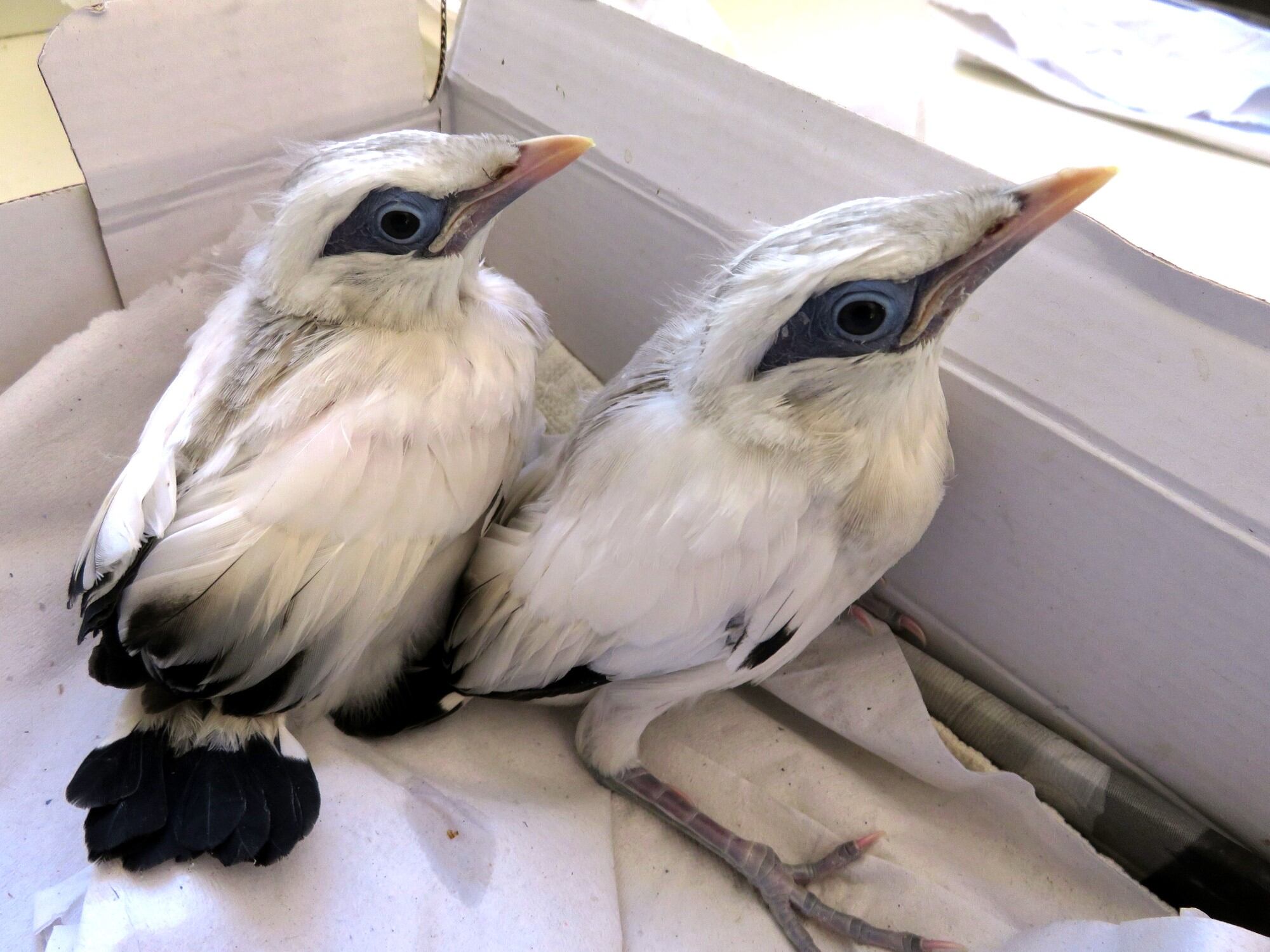 Pollos de Miná de Bali nacidos en el Zoo de Jerez