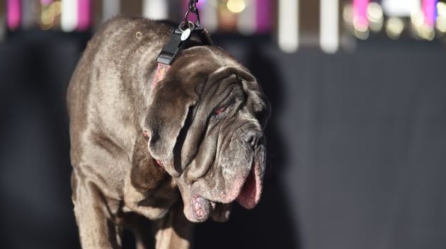 Martha acudió al certamen para coronar al nuevo vencedor.