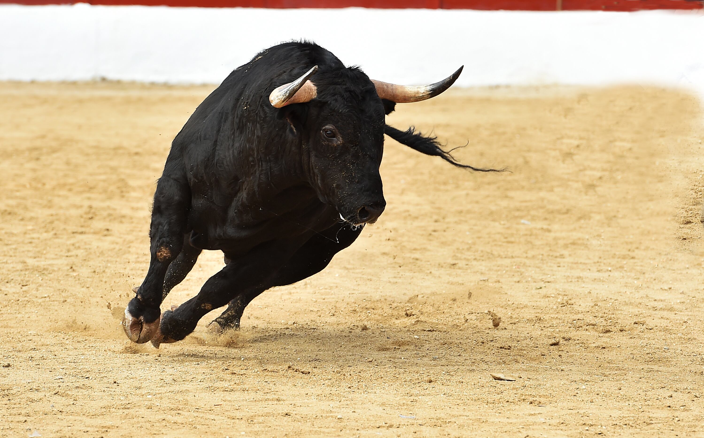 spanish bull in bullring