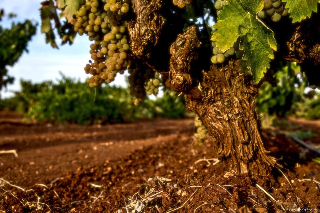 Tierra de vinos