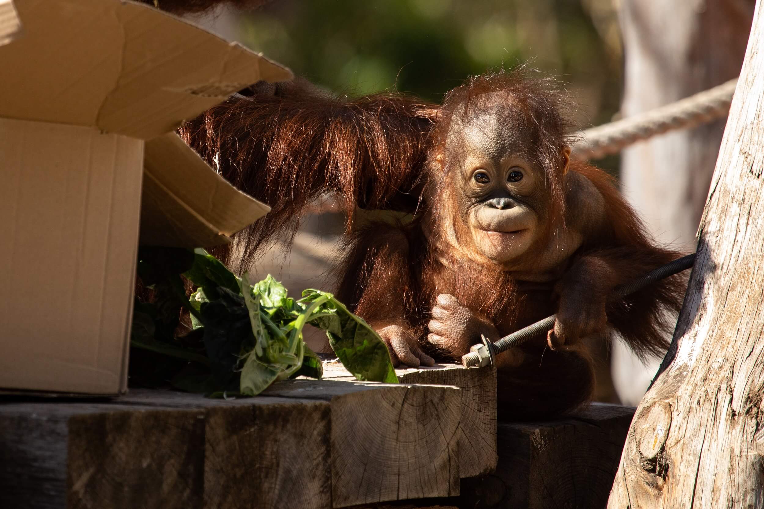 Orangután de Borneo