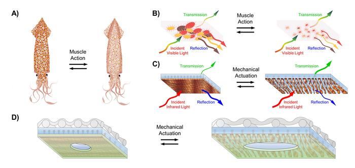 A) Un esquema de un calamar común que representa la piel que cambia de color controlada por los músculos. B) Un esquema de una capa de piel de calamar que contiene órganos cromatóforos incrustados, que hacen la transición entre los estados expandido (izquierda) y contraído (derecha) como resultado de la acción muscular. La capa modula adaptativamente la transmisión y reflexión de la luz visible. C) Un esquema de un material compuesto termorregulador estándar que consiste en una matriz polimérica que contiene islas metálicas incrustadas, que hacen la transición entre estados contiguos (izquierda) y separados (derecha) tras la aplicación de deformación. D) Un esquema de un material compuesto transpirable, perforado, lavable, encapsulado y ponible integrado en el tejido antes (izquierda) y después (derecha) de la aplicación de la tensión.
Crédito
Lee y cols.