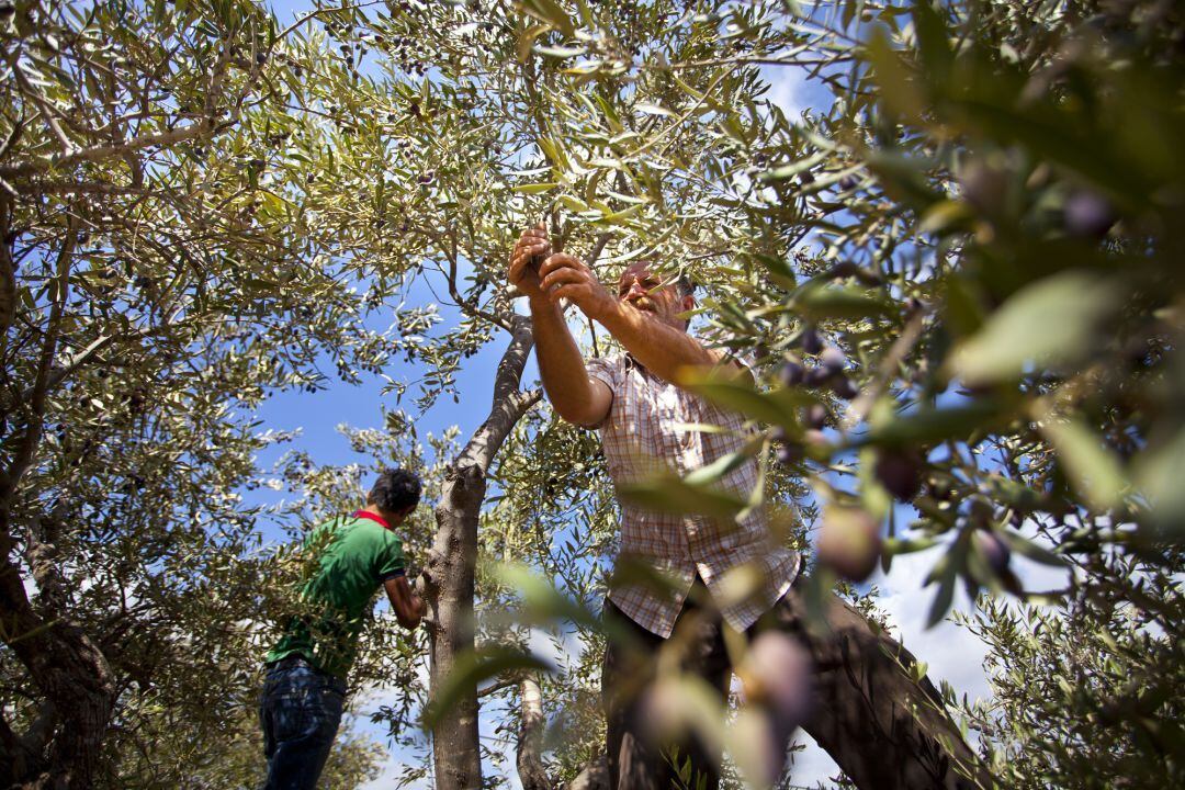 La campaña de la aceituna se prevé de incertidumbre sin la llegada de miles de temporeros extranjeros a los tajos jiennenses