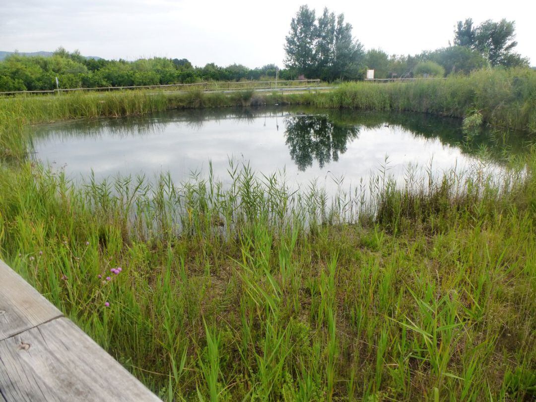 Zona del marjal de Gandia  