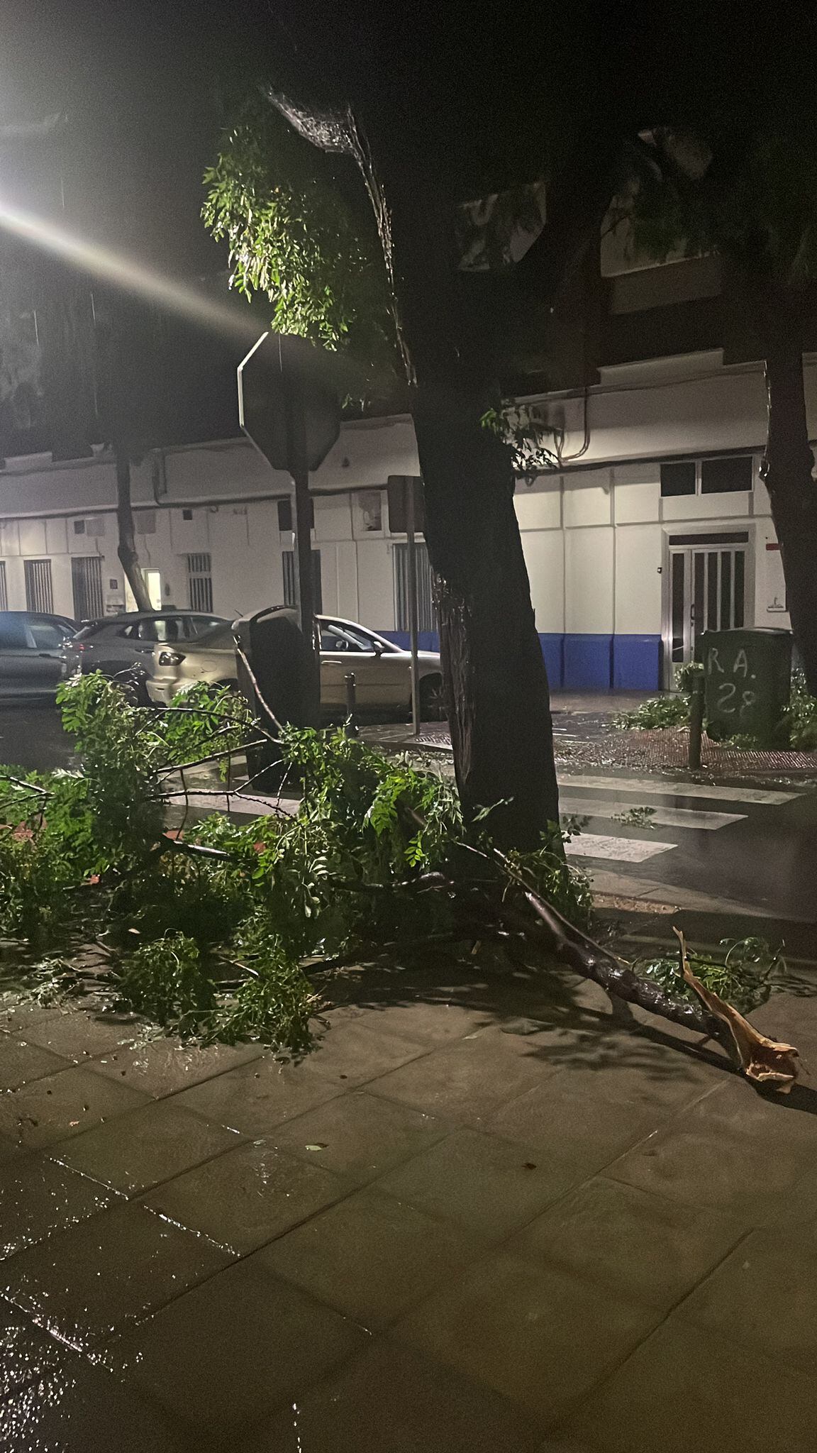 Rama caída en la calle Lentejuela ( Ciudad Real ) a causa de la borrasca Aline