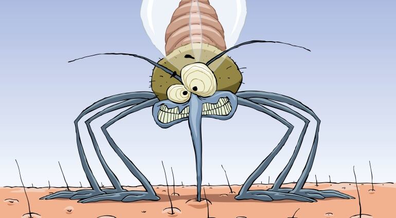 No hay soluciones milagro para los temidos mosquitos en verano