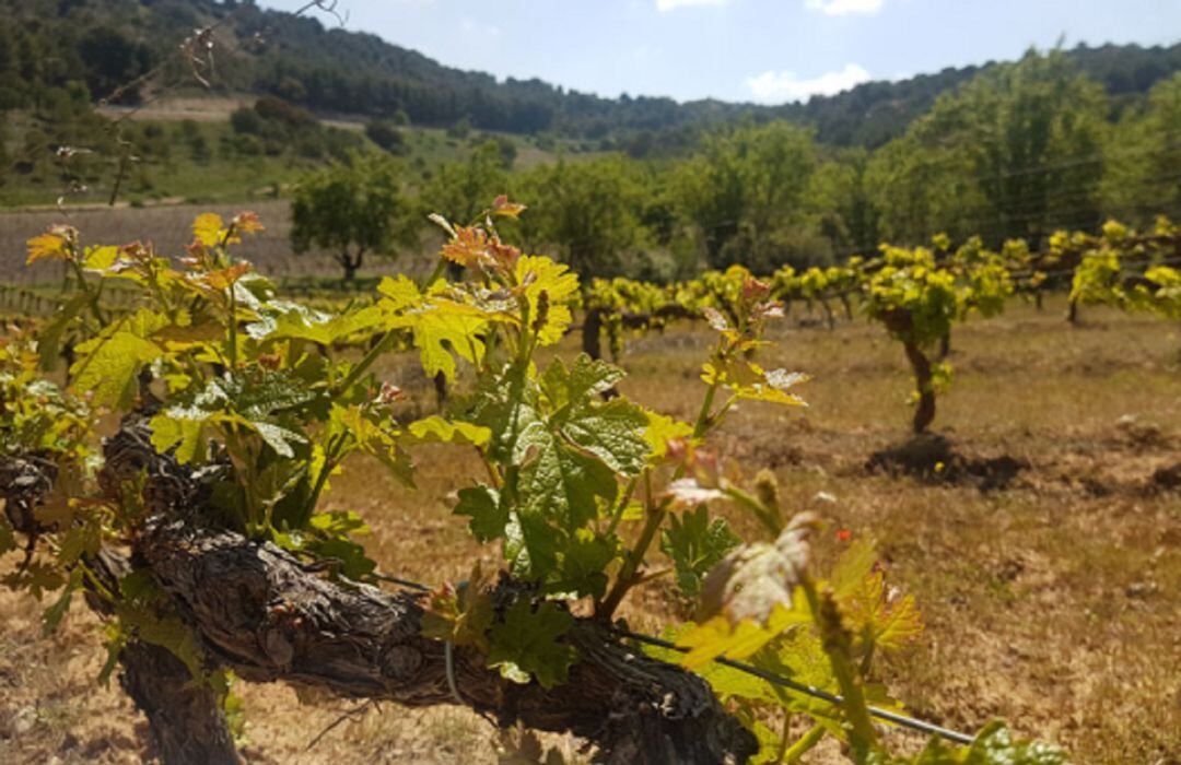 Viñedo en la Ribera del Duero