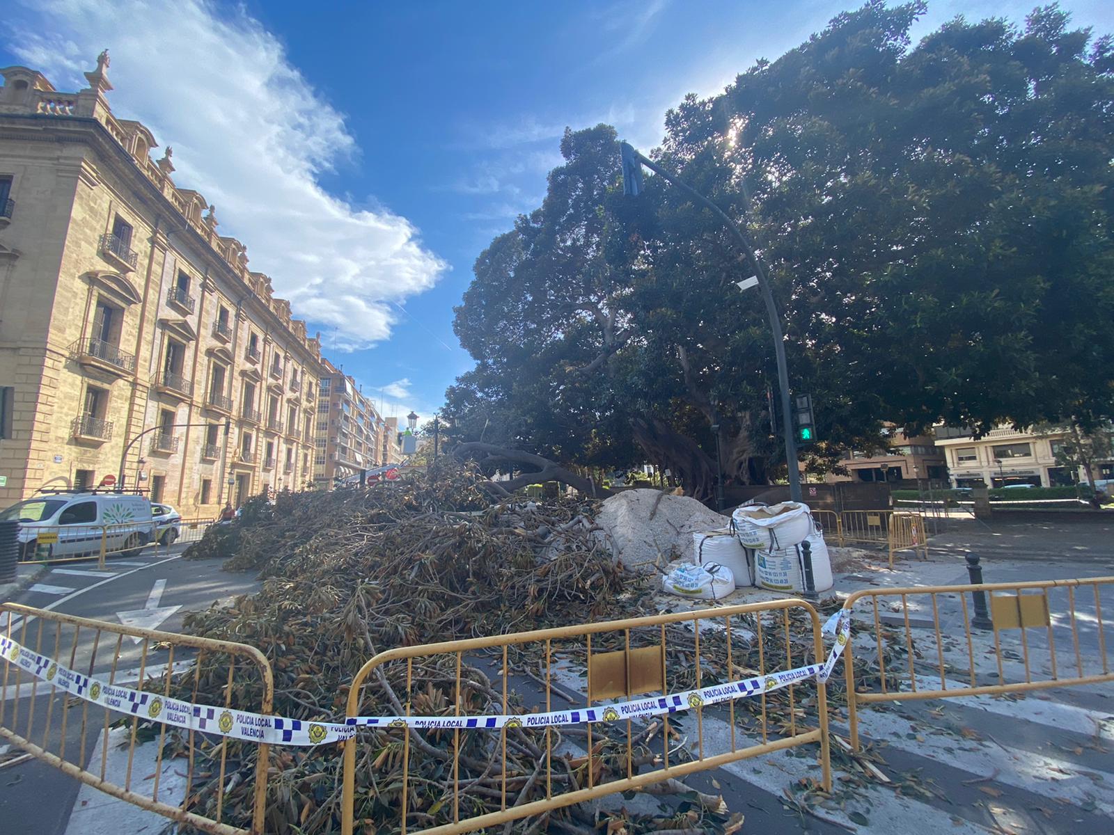 Cae un ficus del Parterre de València