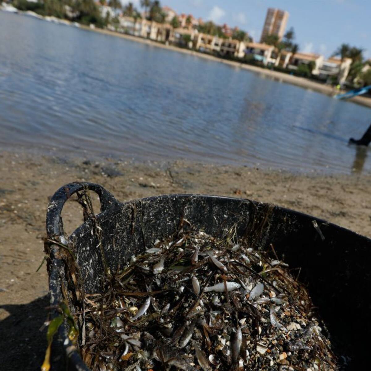 "Los nitratos no han matado ni a un solo pez en el Mar Menor": expertos próximos a la Fundación Ingenio insisten en atribuir el problema a las aguas residuales