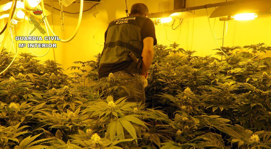 Imagen de una de las plantaciones de marihuana