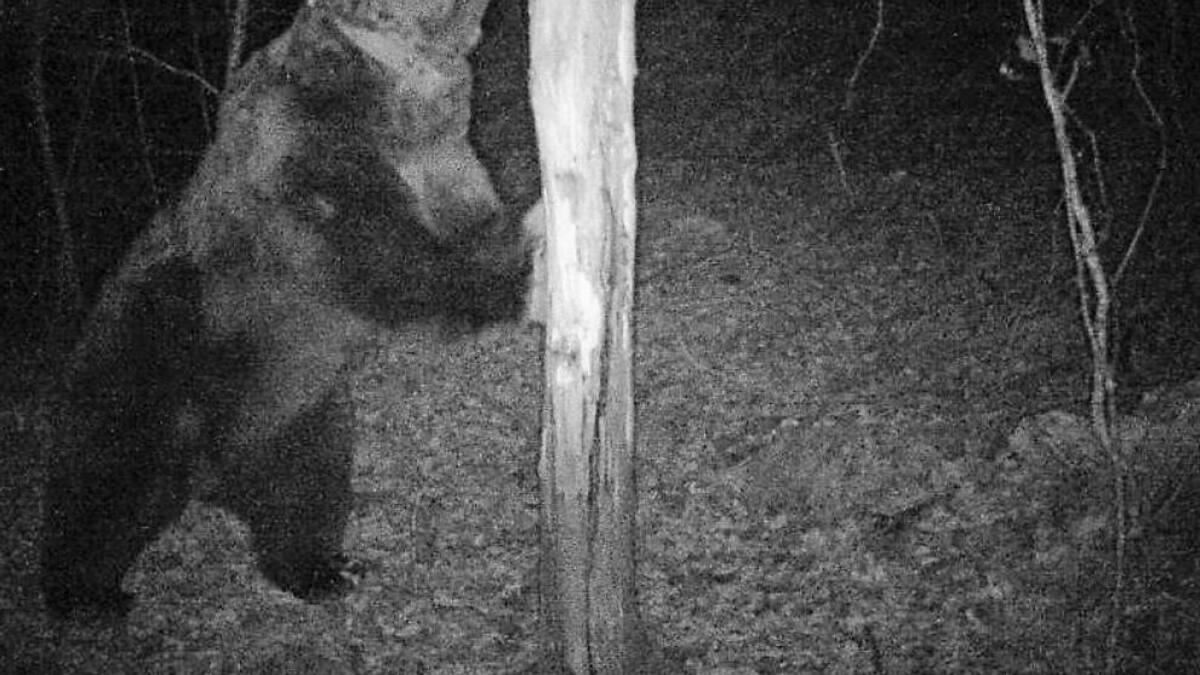 ASAJA Aragón y UAGA instan a Agricultura a la captura y retirada del oso Goiat del Pirineo