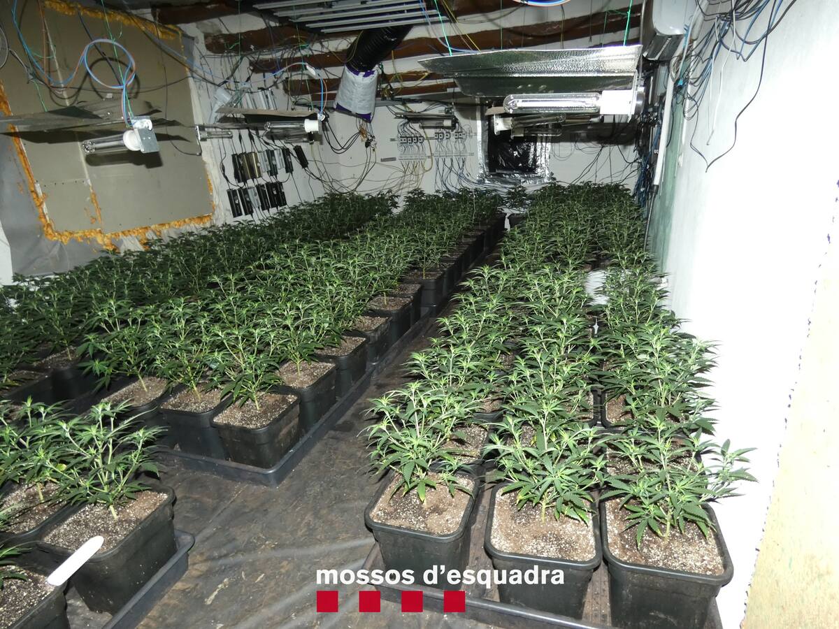 Els Mossos detenen una dona de 77 anys i un home de 23 acusats de cultivar marihuana en una casa de Bellmunt de Segarra