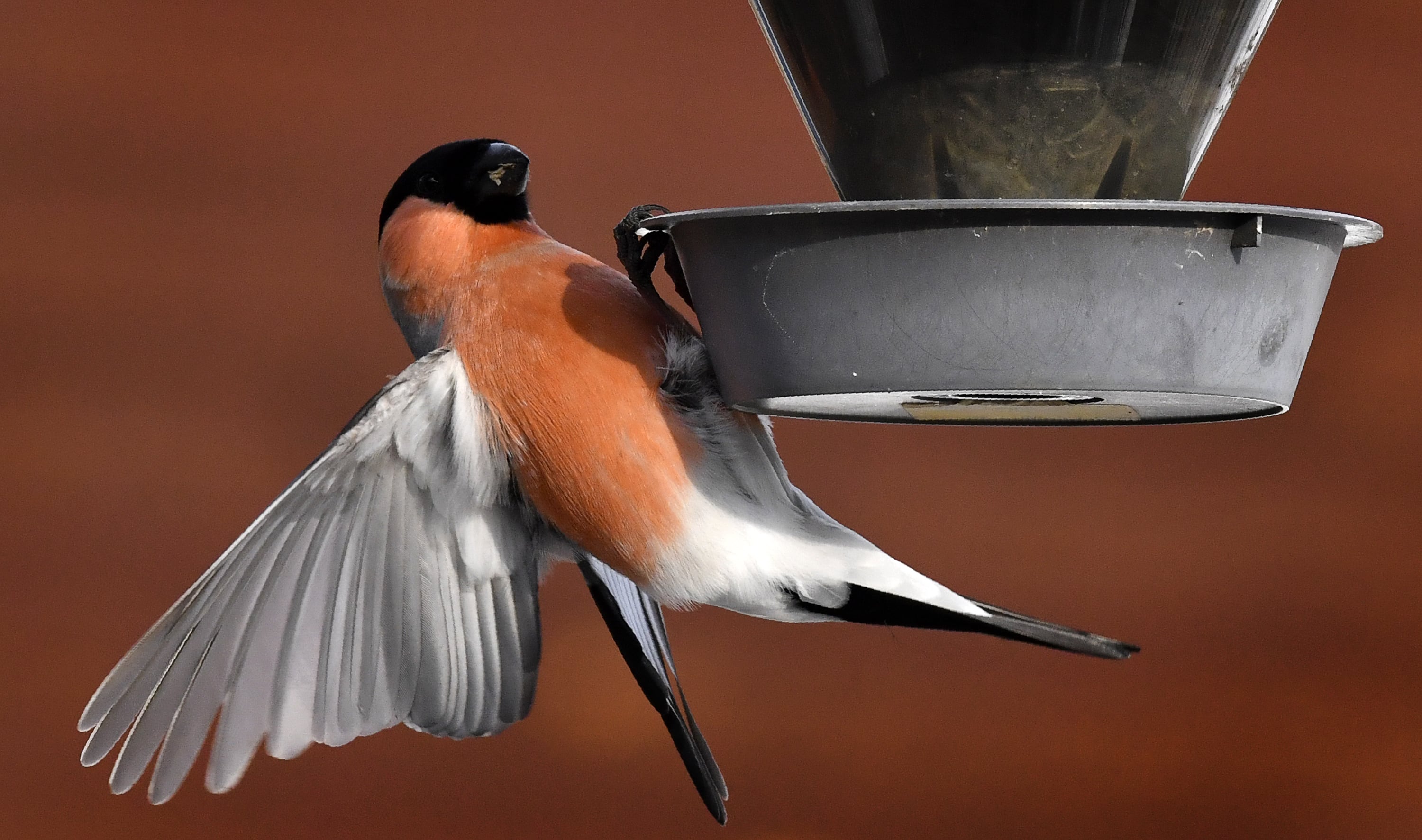 La instalación de bebederos para las aves les permitiría afrontar mejor el calor.