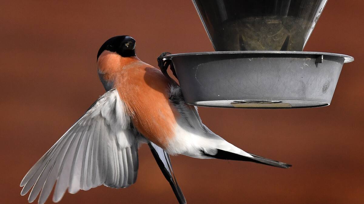 Podemos Alcobendas pide que se instalen bebederos para proteger de la ola de calor a las aves urbanas
