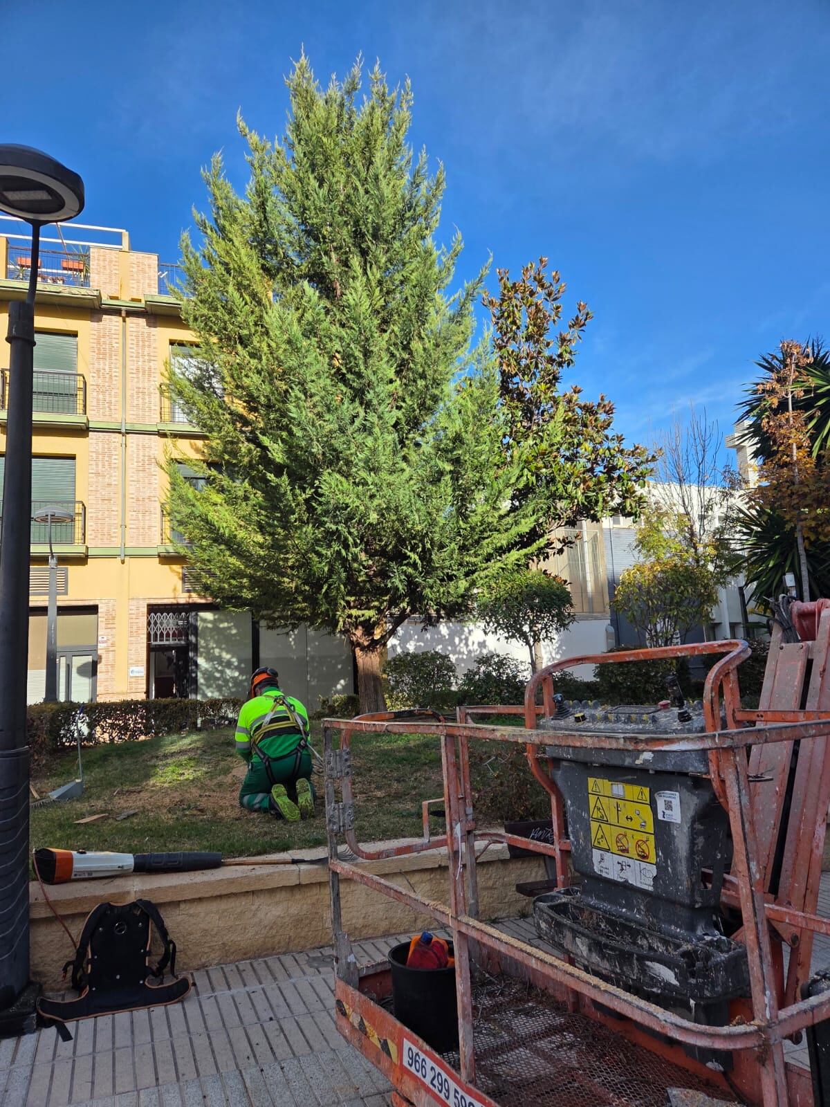 Trabajos para la retirada del árbol