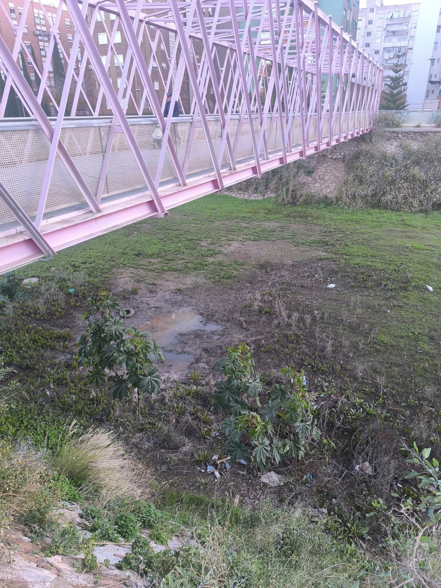 El peligro de las lluvias de este invierno: "Ya no vemos a los mosquitos solo en verano y ahora convivimos con ellos todo el año"