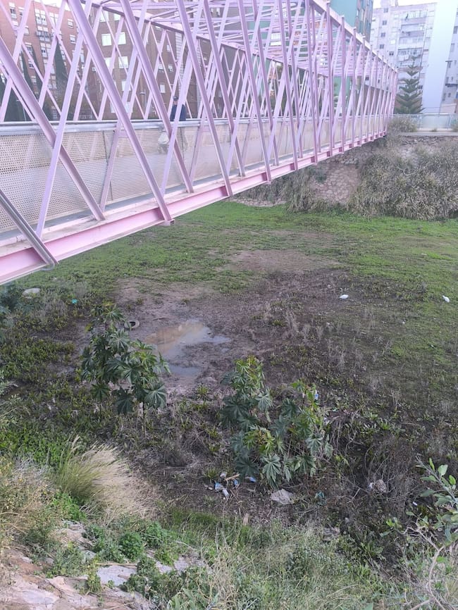 El peligro de las lluvias de este invierno: "Ya no vemos a los mosquitos solo en verano y ahora convivimos con ellos todo el año"