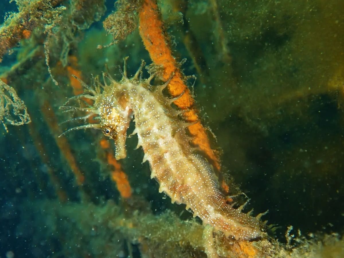 Los nuevos "pisos" submarinos del Puerto de Vigo ya tienen inquilinos