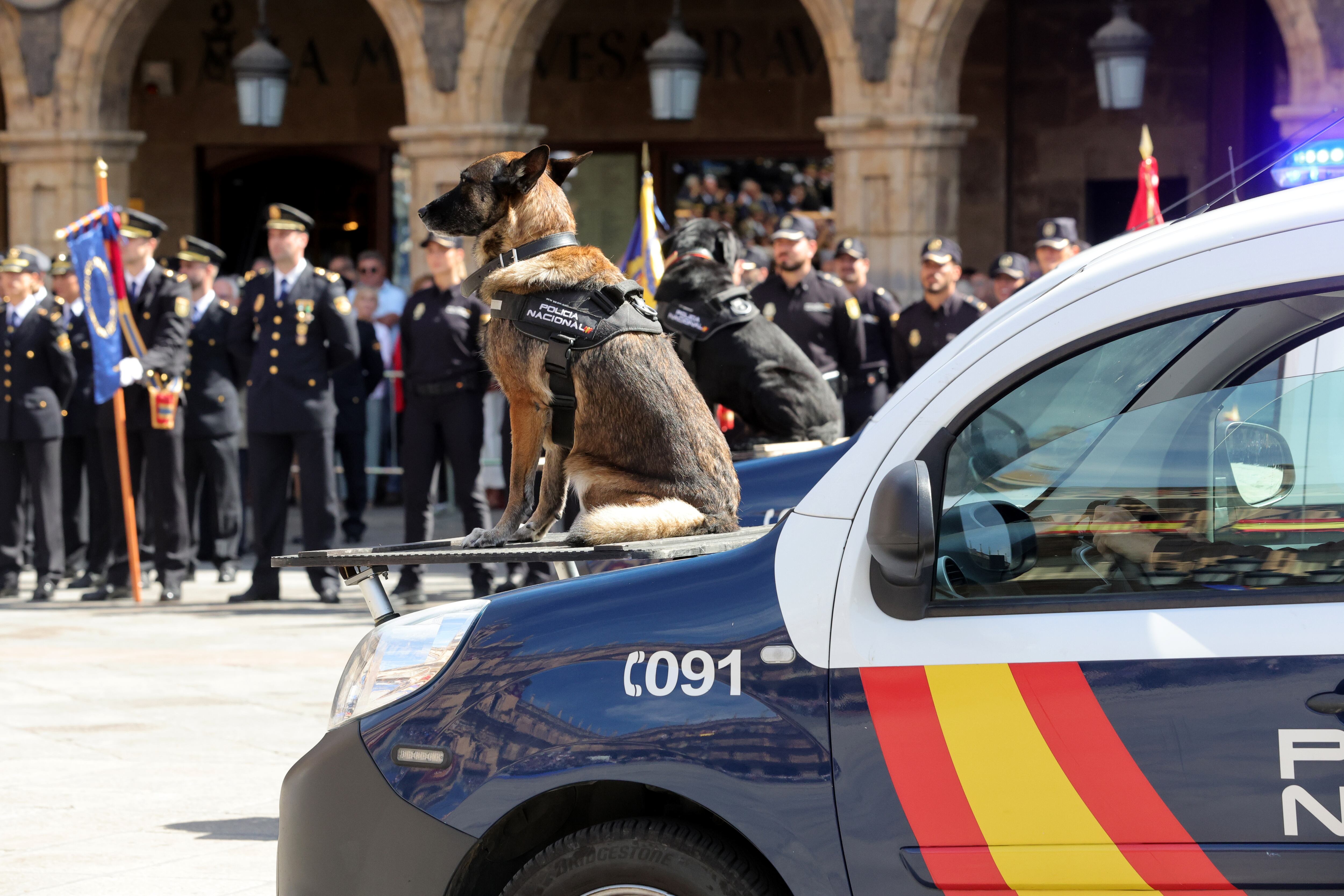 SALAMANCA, 20/09/2023.- Un perro policía participa en el solemne acto central del Día de la Policía, que este miércoles acoge Salamanca en su plaza Mayor. EFE/ JM García
