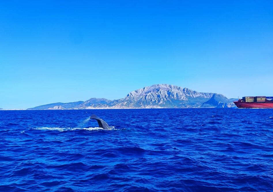 Un cachalote en mitad del Estrecho