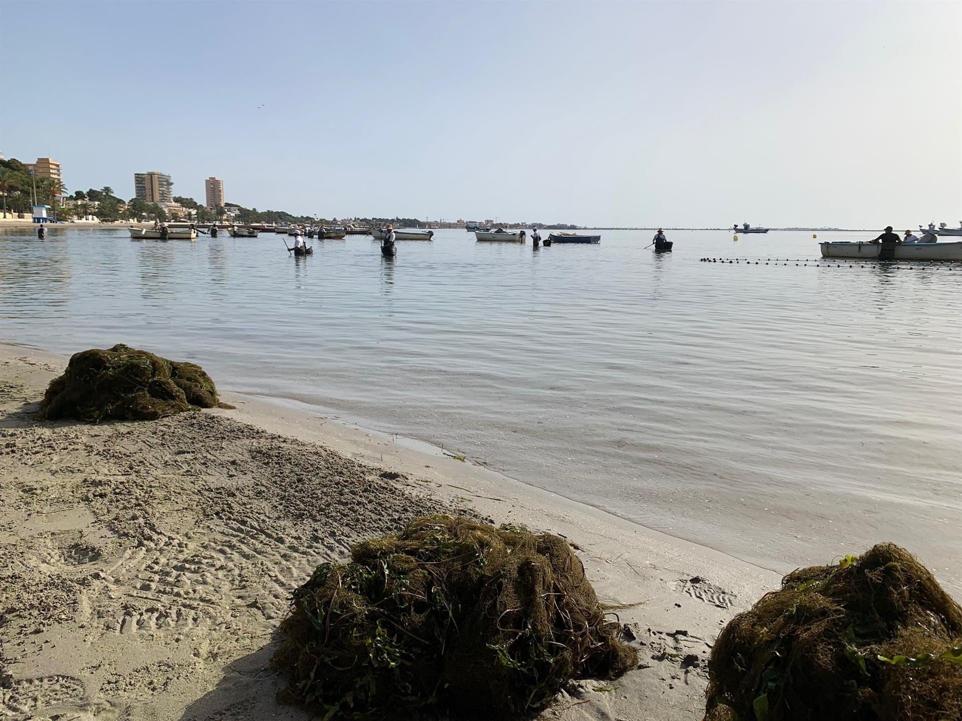 Foto de archivo de biomasa retirada en el Mar Menor