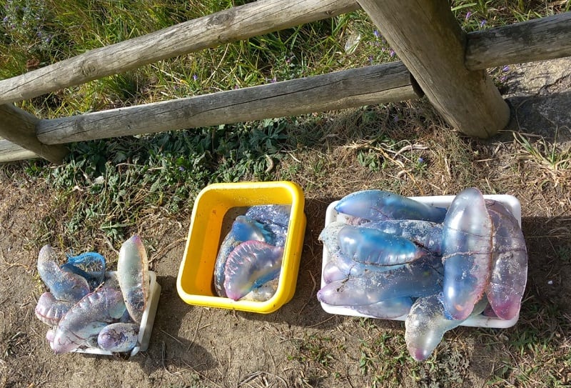 Algunos ejemplares de carabela portuguesa encontrados en las playas (Foto: Concello Ferrol )