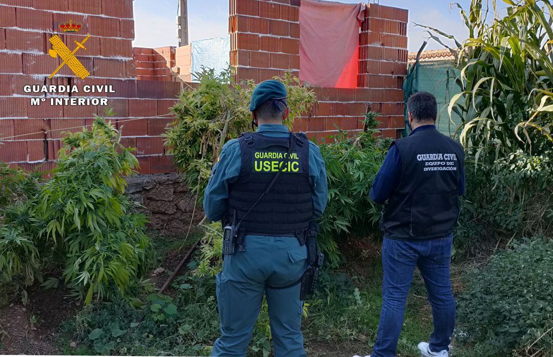 Las plantas intervenidas se encontraban en el jardín de la vivienda