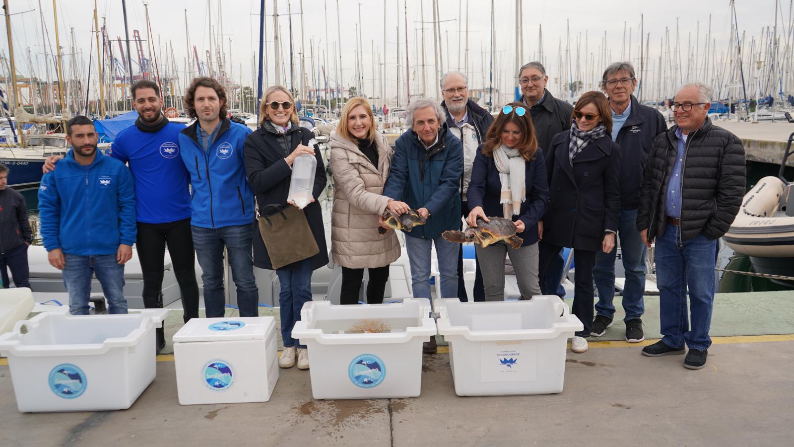 El Consell y el Oceanogràfic han procedido este martes a la suelta de siete caballitos de mar, 22 corales y dos tortugas marinas