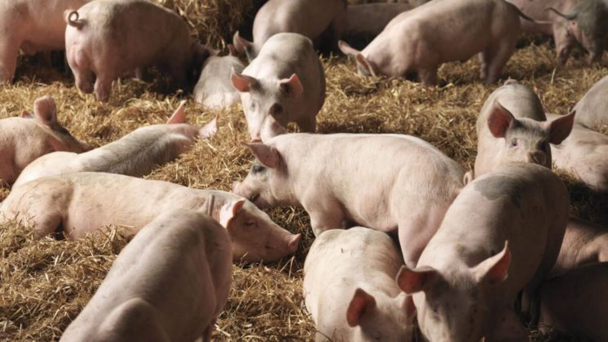 Retamoso Sostenible quiere evitar macrogranjas de cerdos en el pueblo