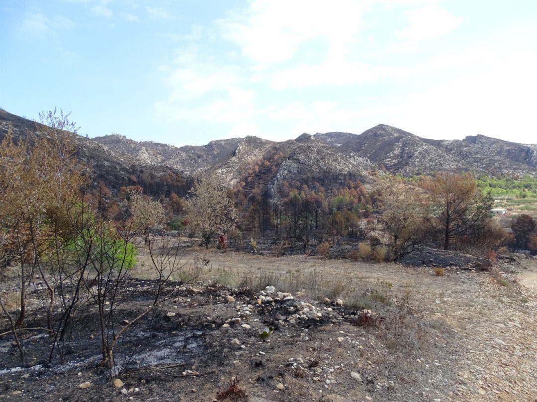 Zona afectada por el incendio de Llutxent