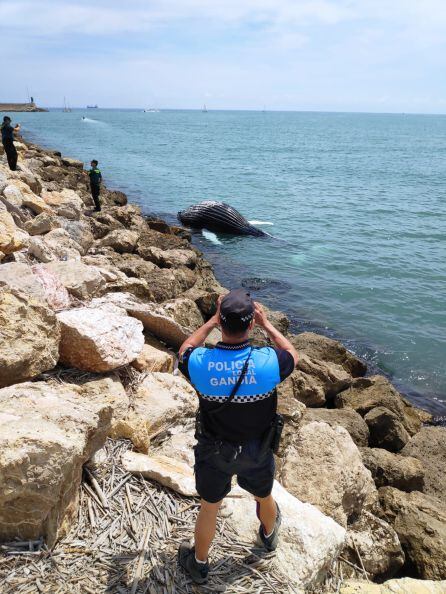 Agentes de la Policía Local y la Guardia Civil se hacen cargo de la cría de ballena sin vida en el puerto de Gandia.