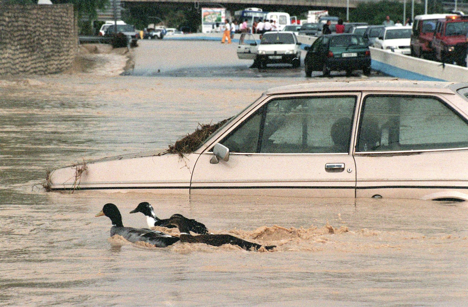 Unos patos nadan cerca de un coche sumergido en las aguas durante las riadas del 30 de septiembre de 1997, que alcanzaron hasta los 150 litros por metro cuadrado.