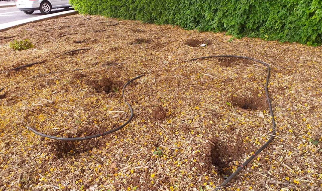 Robo de flores de mundo en La Laguna