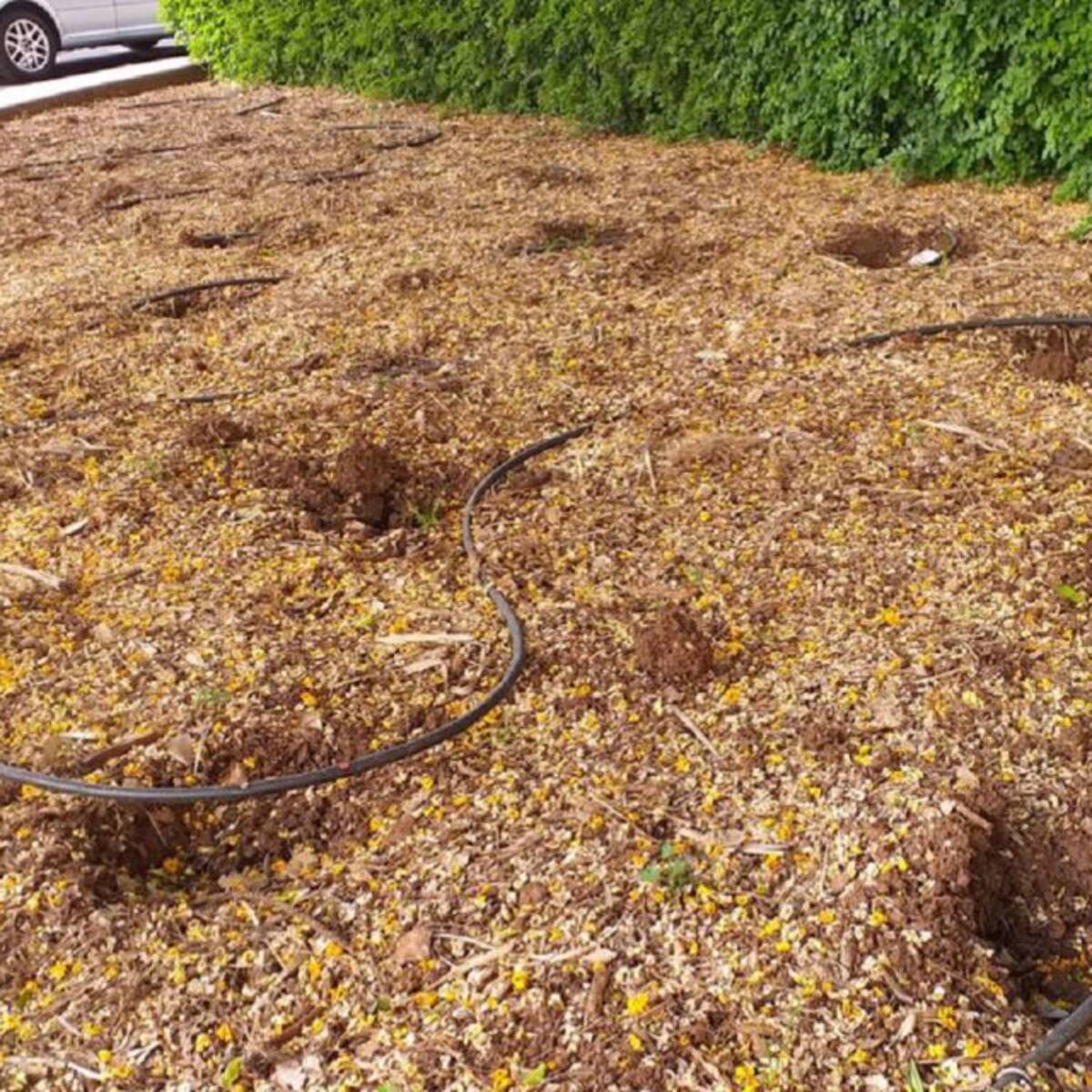 Roban más de treinta flores de mundo del entorno de la antigua estación de guaguas de La Laguna