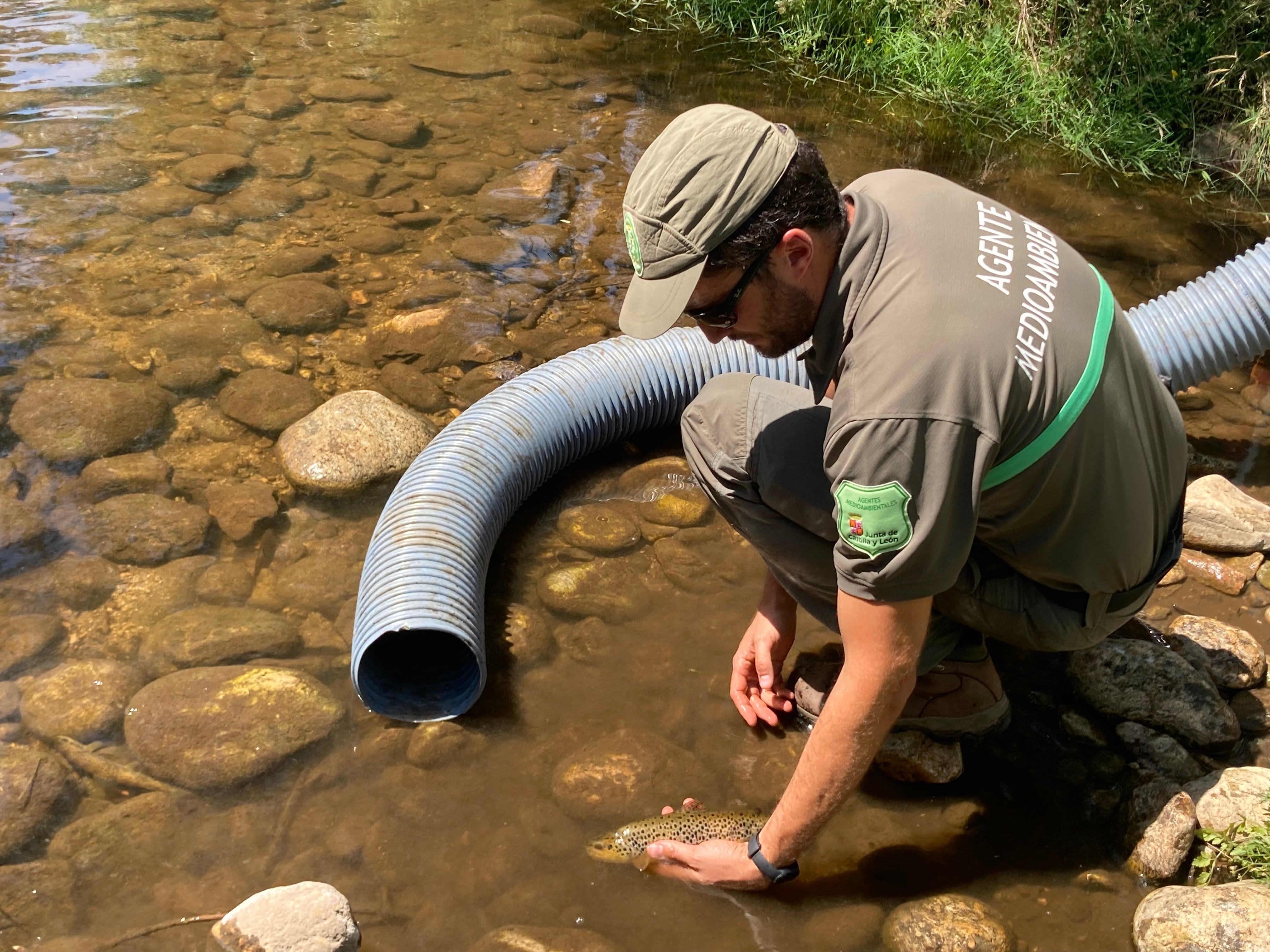 Rescatan peces en el río Cega debido a la escasez de lluvias y las altas temperaturas